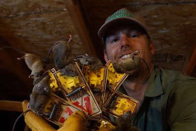 rodent trapping